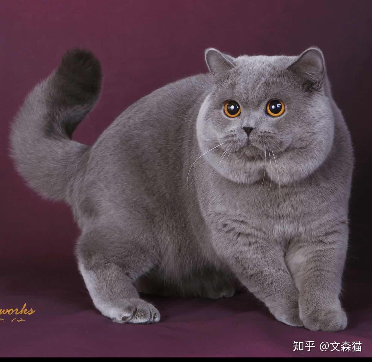 说说国内纯色英短血统猫市场信息量比较大