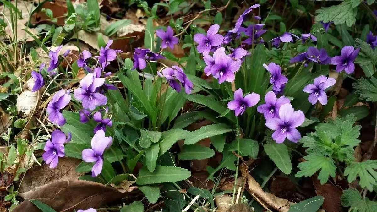 野生植物 紫花地丁 知乎 野生植物 紫花地丁 知乎