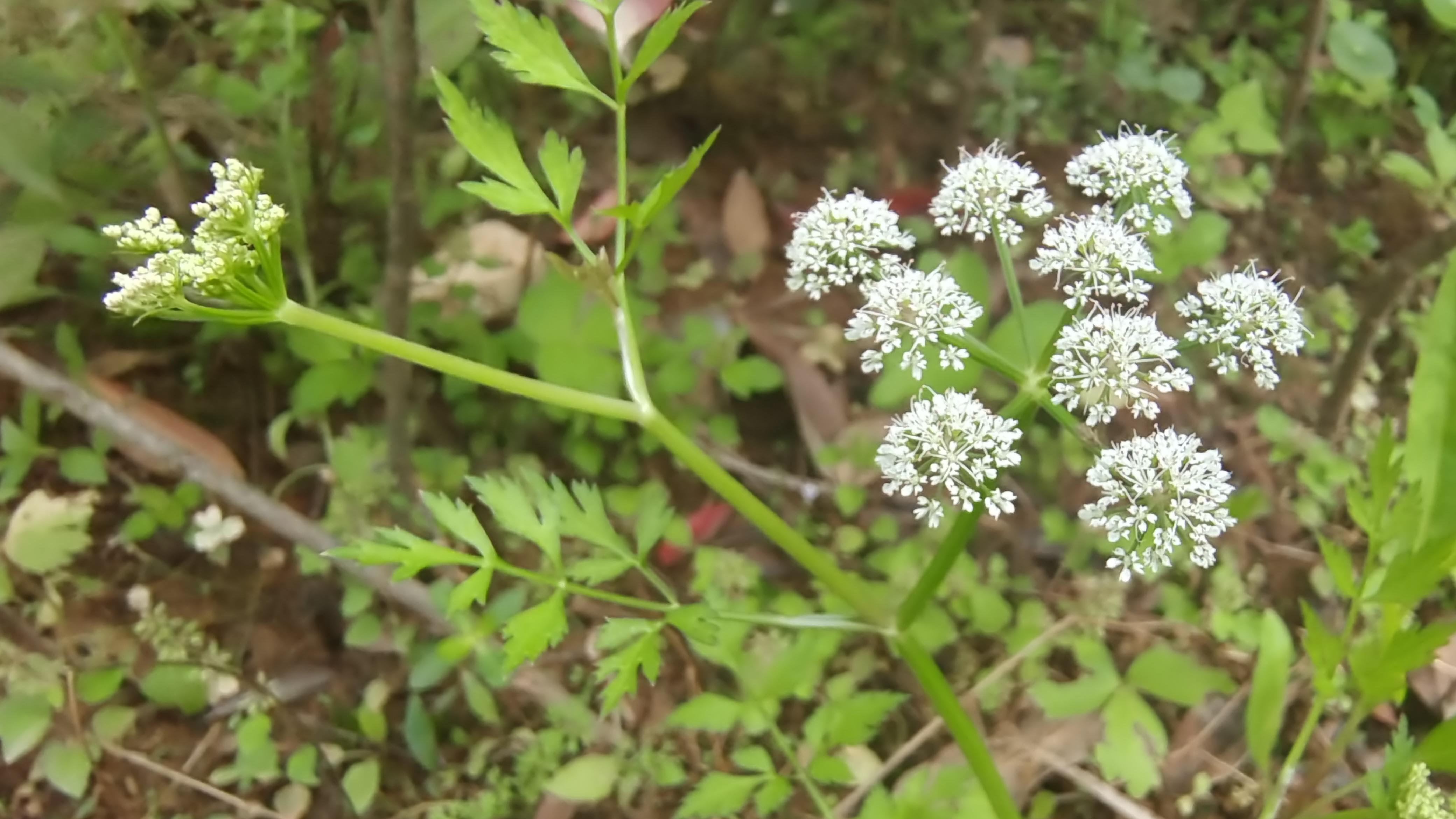 美丽吉安之赏花系列水芹花开风景美