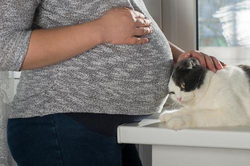 孕妇和准备怀孕的女性可以接触猫 狗等宠物吗 知乎