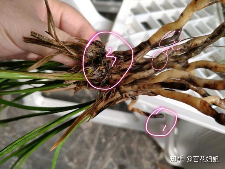 烂根是“养兰花”逃不过去一个劫难,真是水浇多了吗?恰恰相反 - 知乎