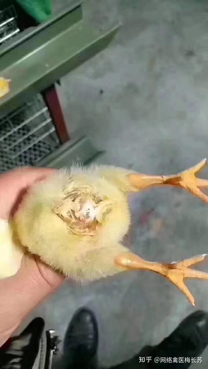 鸡苗到家你应该怎么办如果选择鸡苗的优质