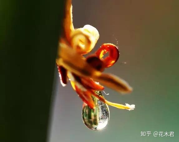 兰花分泌花蜜的蜜腺什么部位?花蜜能不能食用? 知乎