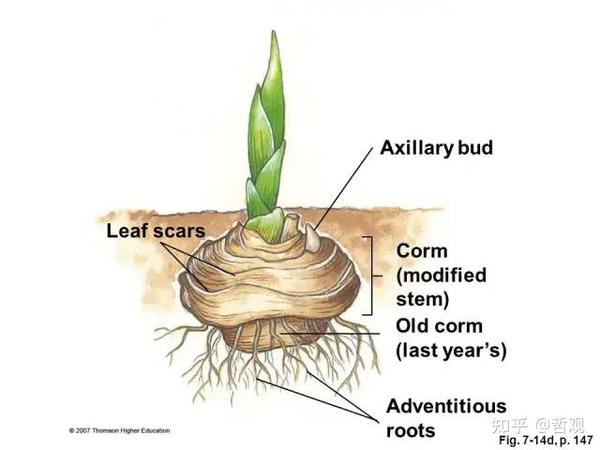 【植物学笔记】植物的适应性 - 知乎