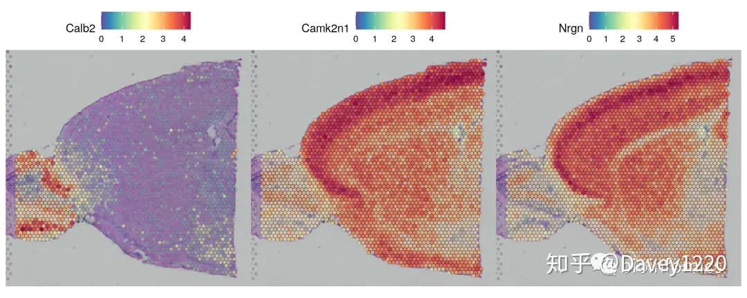 Seurat包学习笔记（三）：Analysis Of Spatial Datasets - 知乎