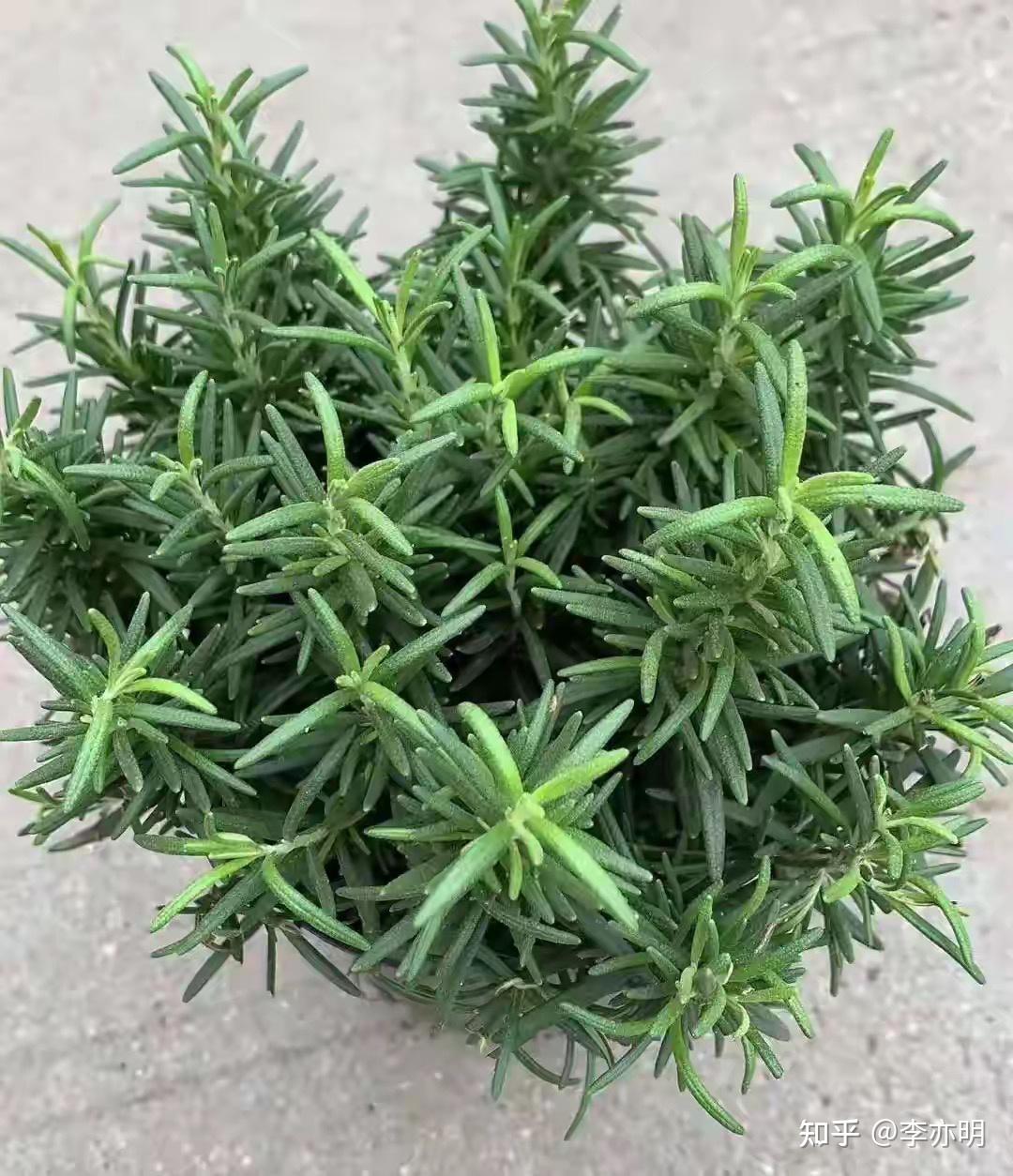 迷迭香:穿越千年的生命密码 - 知乎