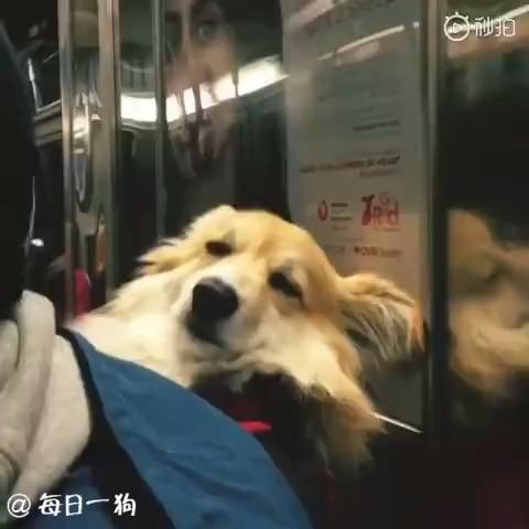 哪个瞬间让你真心地心疼一只狗 知乎