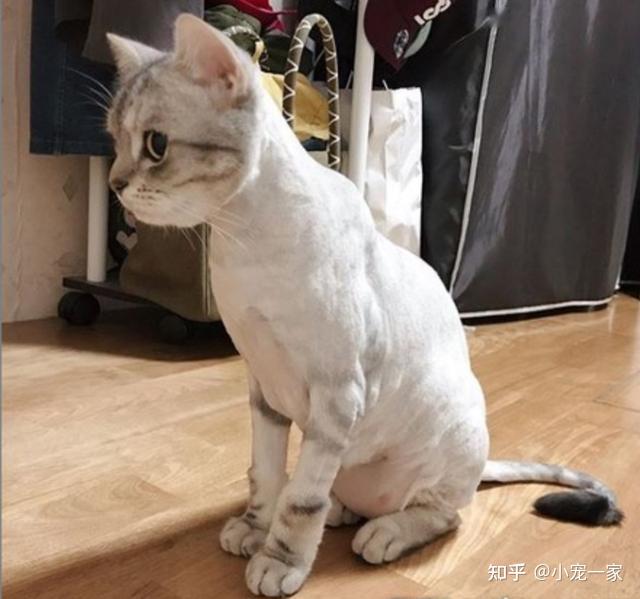 猫咪很瘦怎么办