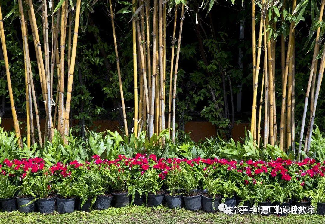 竹与景观结合的设计手法 - 知乎