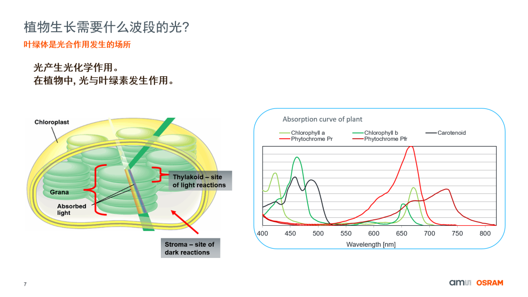 植物光合作用需要的光是什么光都可以吗？还是可见光？什么样的光最好？