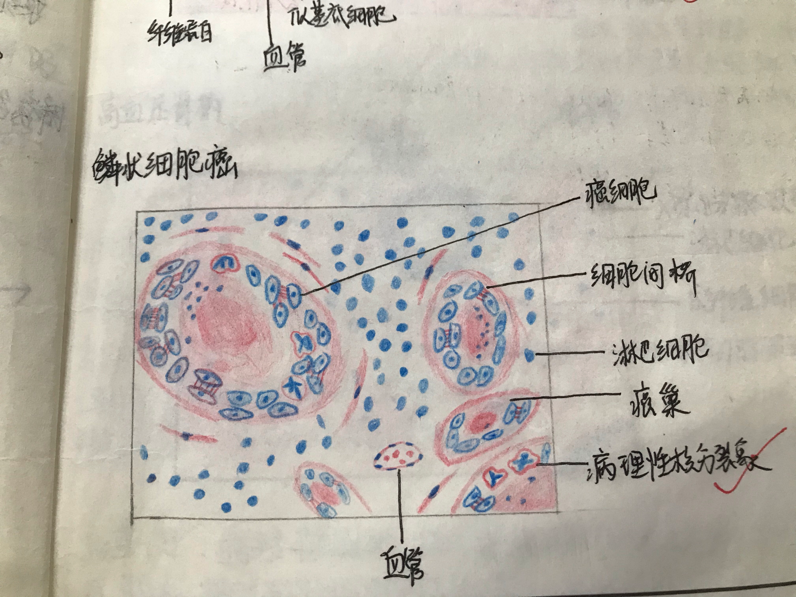 《病理学》实验图