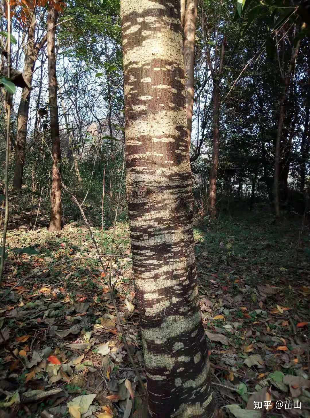 小小树皮能做甚用它认木靠谱吗