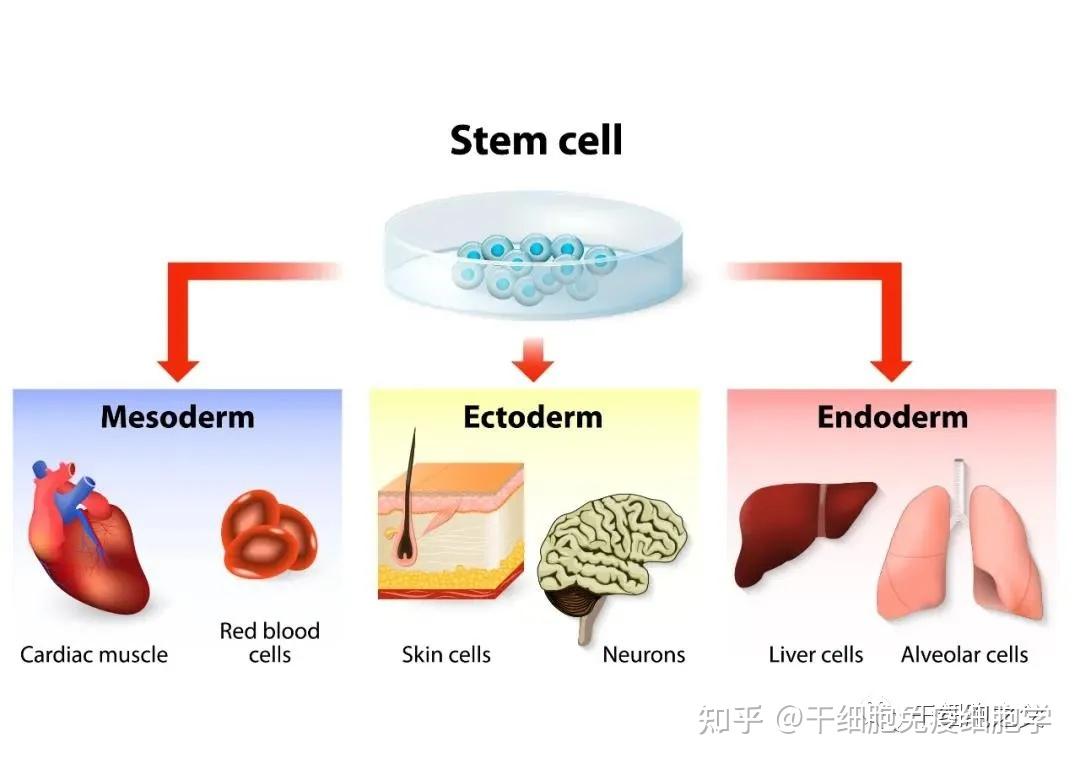 幹細胞再生心肌細胞改善心臟功能