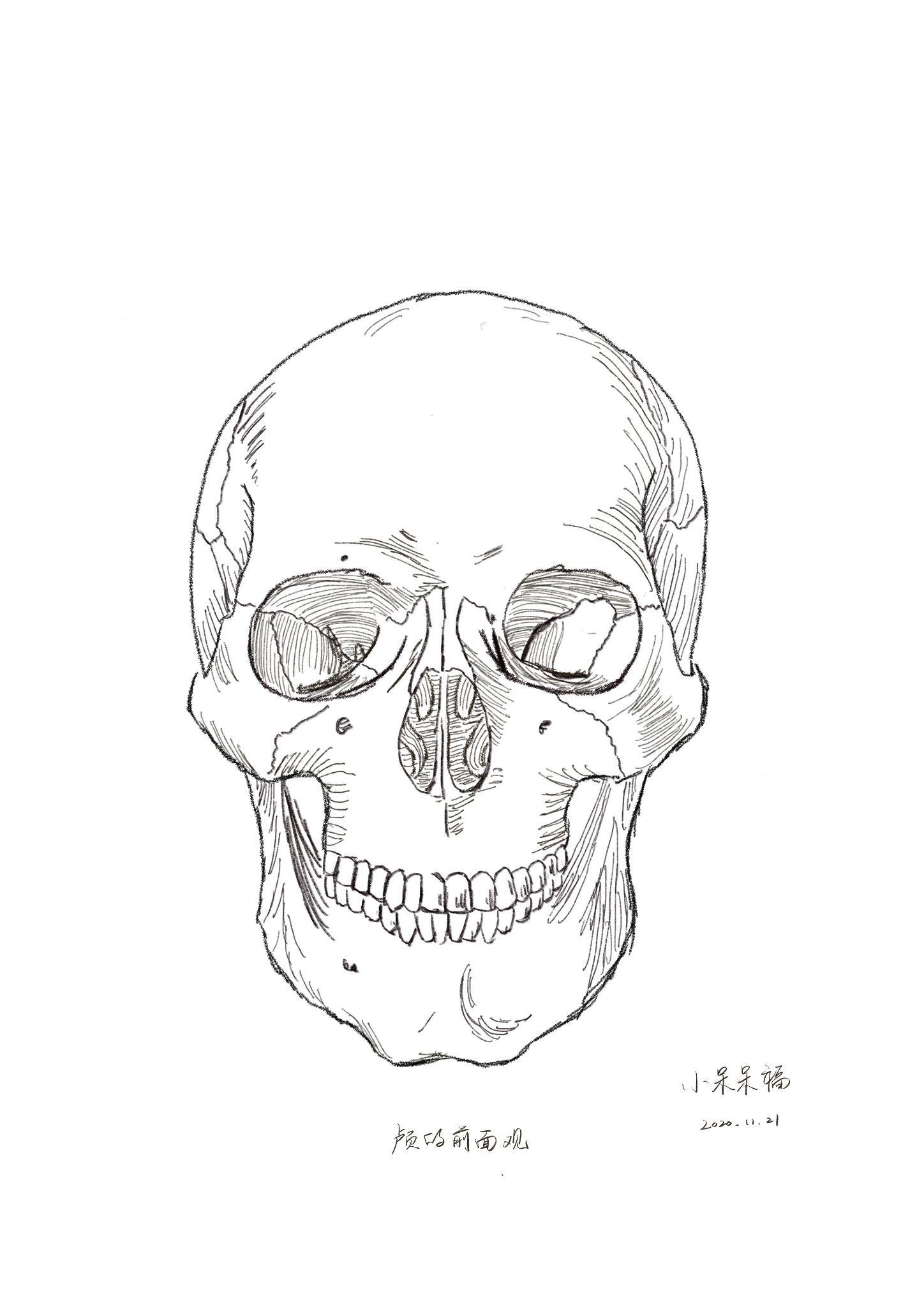 人体头骨画法图片