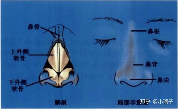 什么是真正的鼻综合手术（2）：鼻部的美学标准和解剖构造 - 知乎