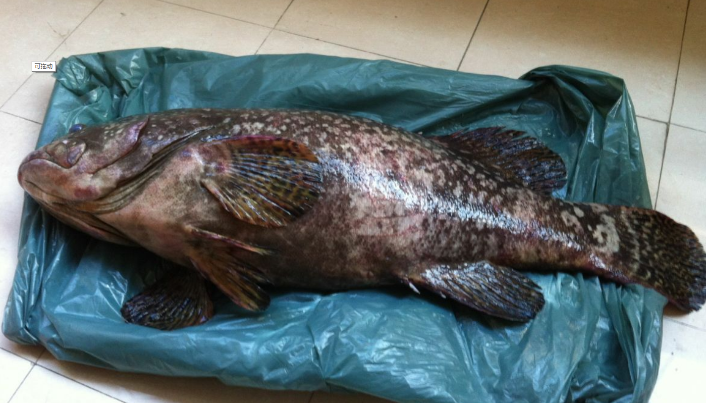 钓石斑鱼的最佳时间 钓鱼技巧 酷钓鱼