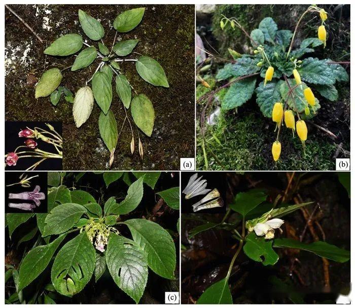 唇形目—苦苣苔科(一):辐花苣苔