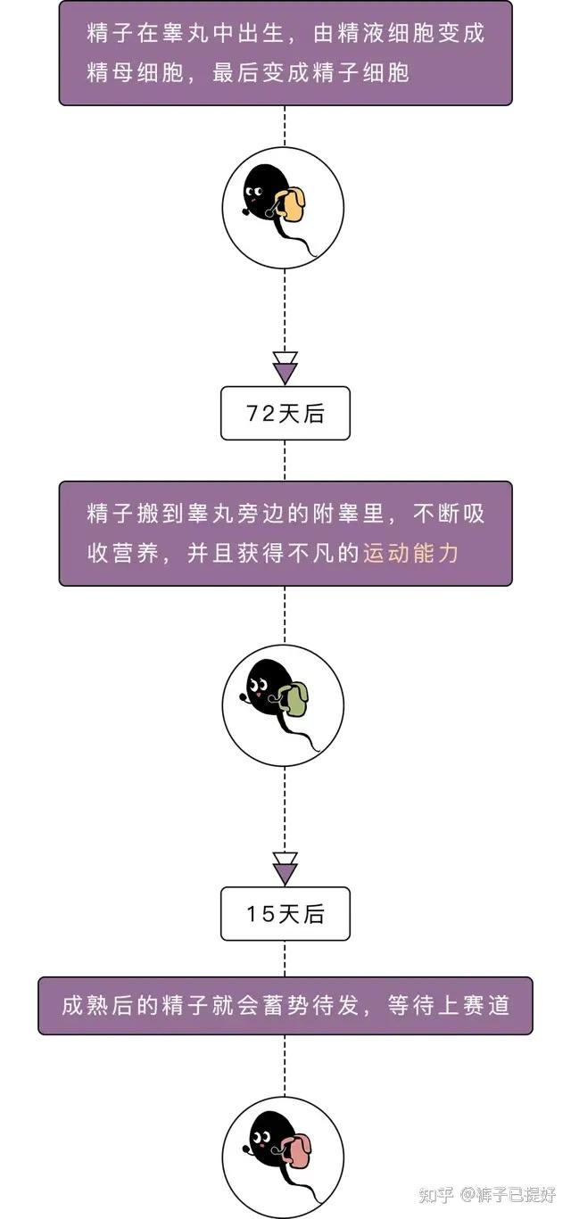 需要经历这么几个过程一群成熟的精子首先吸收完知识我们继续啥是
