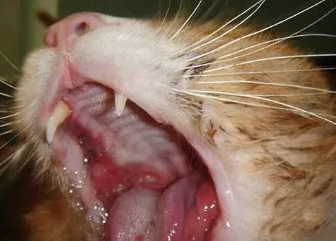 猫的口腔肿瘤(癌)