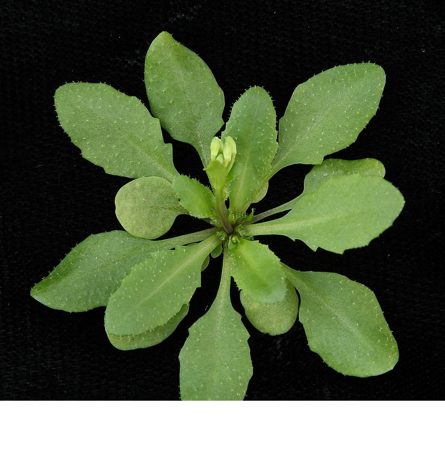 白芥-药用植物花谱-图片