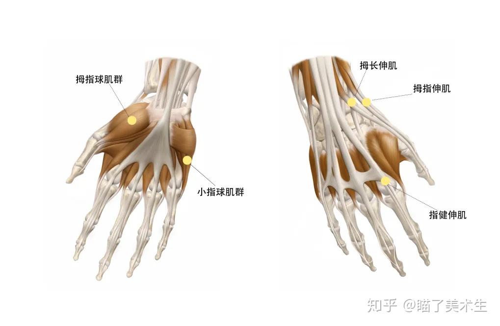 指伸肌在手部的背面,对外形起的作用很大,在掌骨与指骨基节间呈一个尖