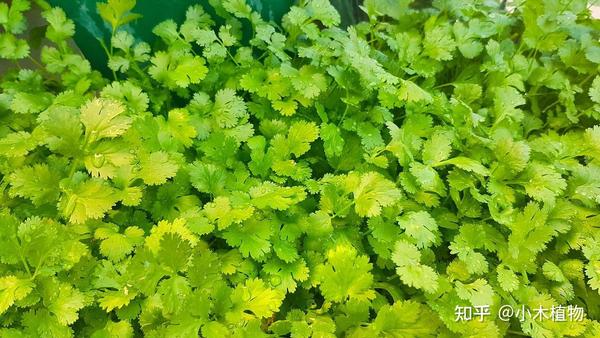 常见香草植物种类介绍 - 知乎