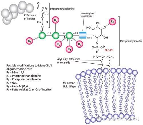 默克生命科学实验分享 糖基化磷脂酰肌醇锚定糖蛋白概述 知乎