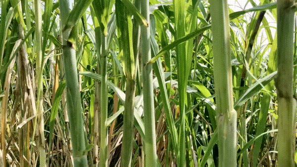 我们的故事土茅蔗选品