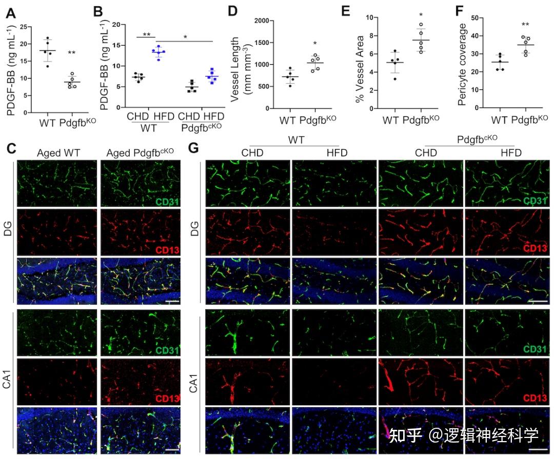 约翰斯霍普金斯大学团队发现衰老骨分泌PDGF-BB可通过剪切周细胞中PDGFRβ导致大脑海马区血管损伤 - 知乎