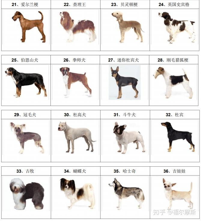 狗狗类别对照大全 - 知乎