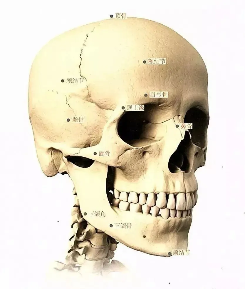 是人物眼睛,鼻子,嘴巴等结构所在的区域,分布有眉骨,眼眶,鼻骨,颧骨