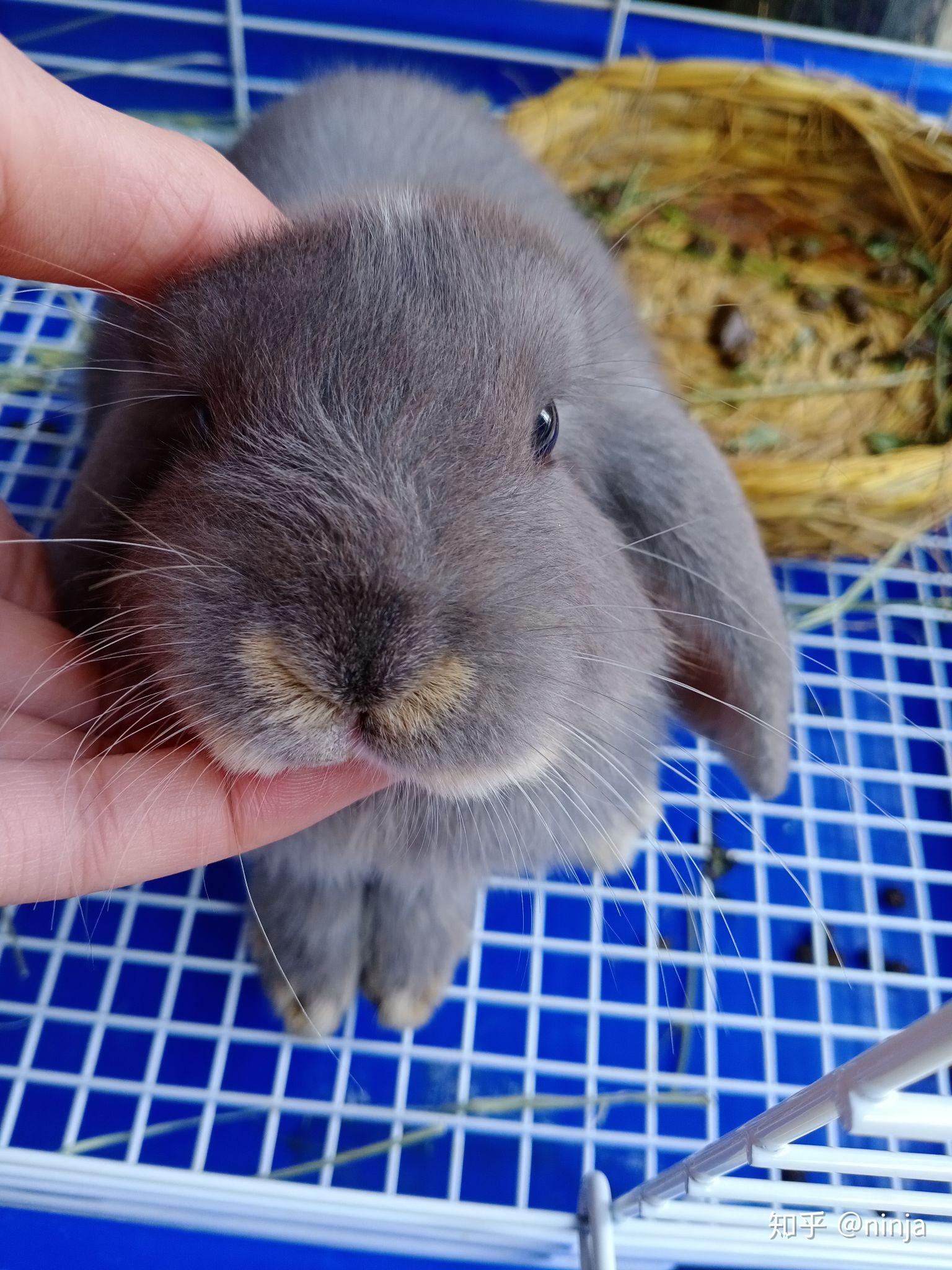 兔子鼻子周围的毛泛黄是什么原因