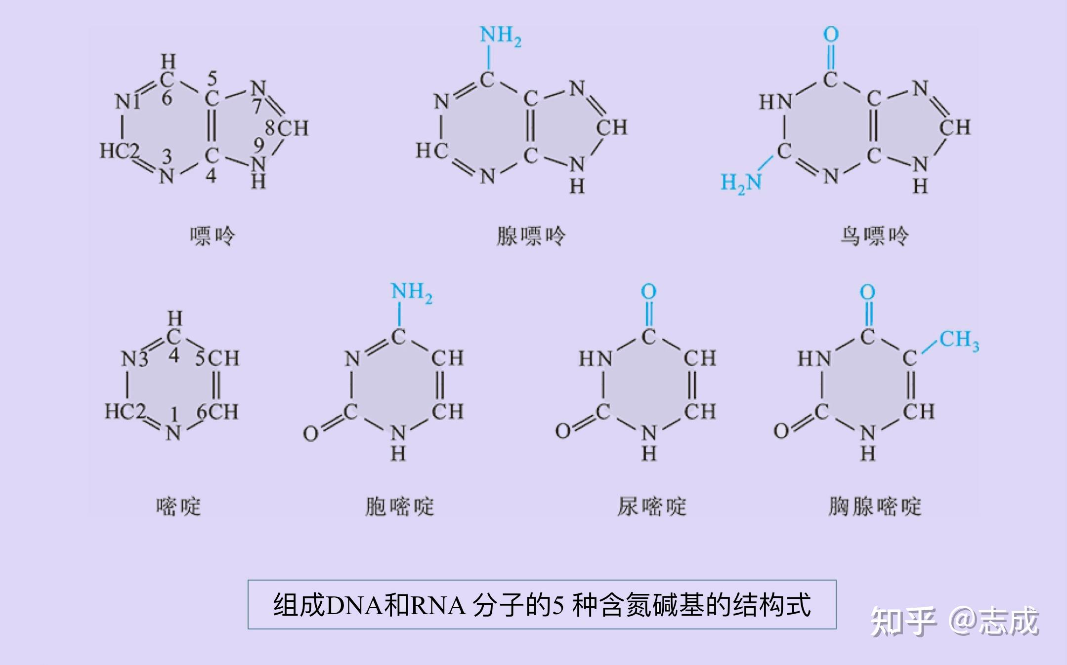 核酸以核苷酸(nucleotide)為基本結構單位,由單核苷酸通過3,5-磷酸