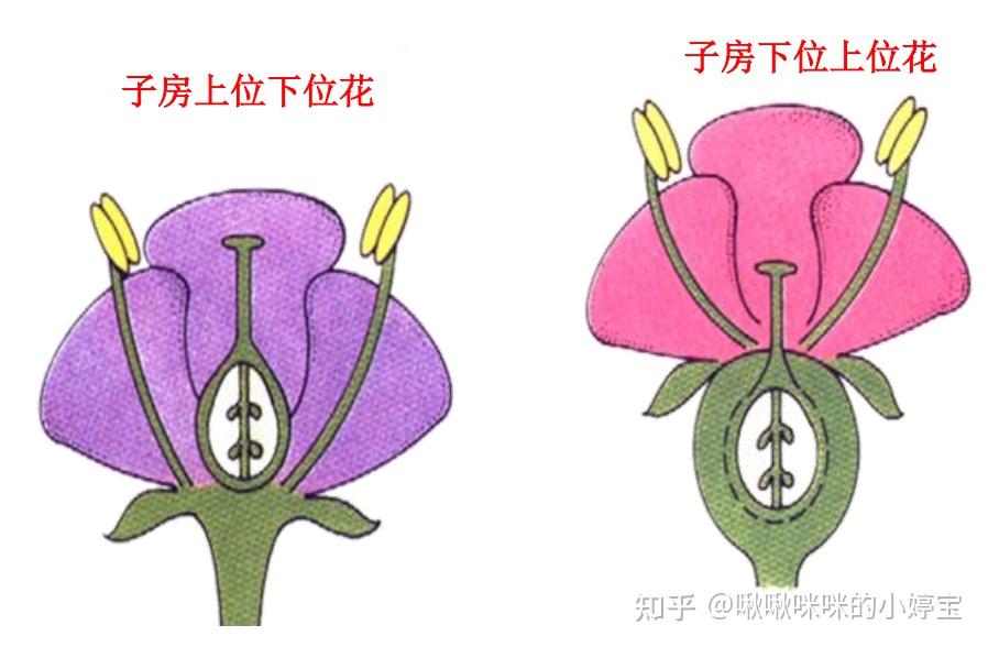 根茎叶花叶果实种子形态 - 知乎