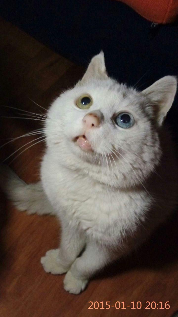 养一只有心计的宠物是什么体验？ - 知乎