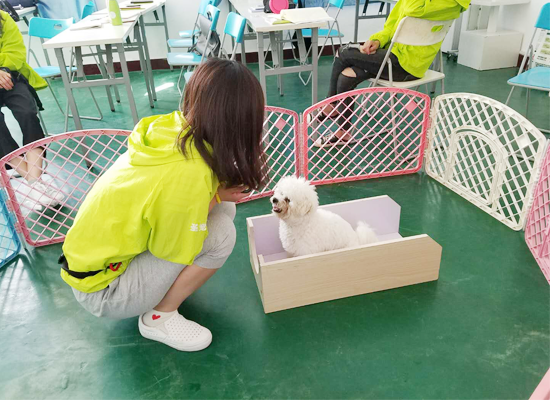 学习训犬在选学校时要注意哪些问题