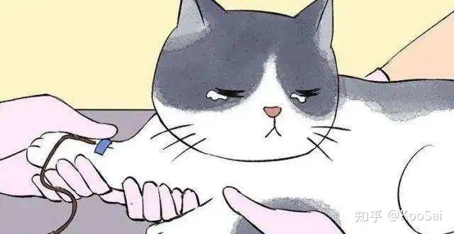 血猫 - 知乎