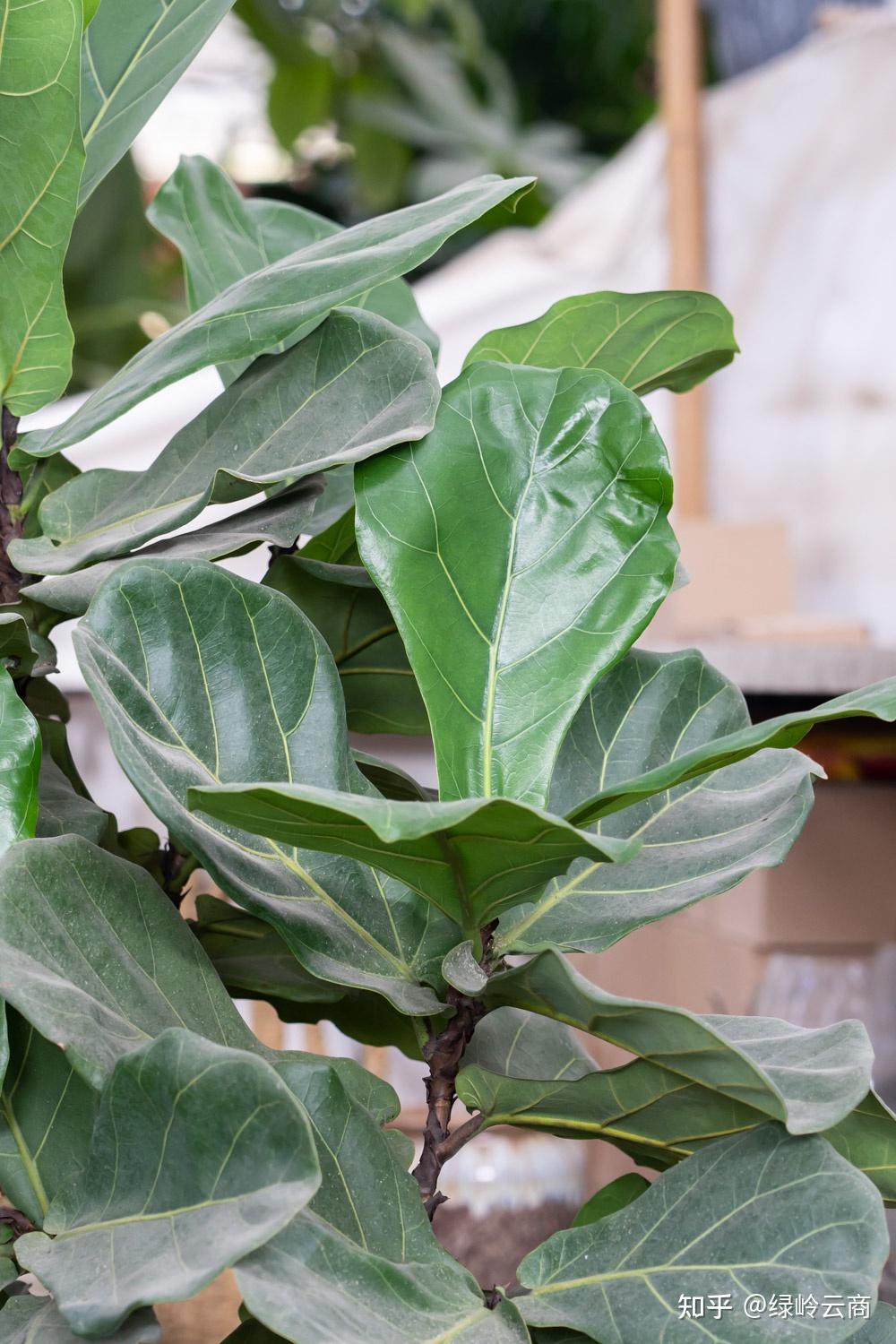 大琴叶榕的养殖方法和注意事项,你了解吗