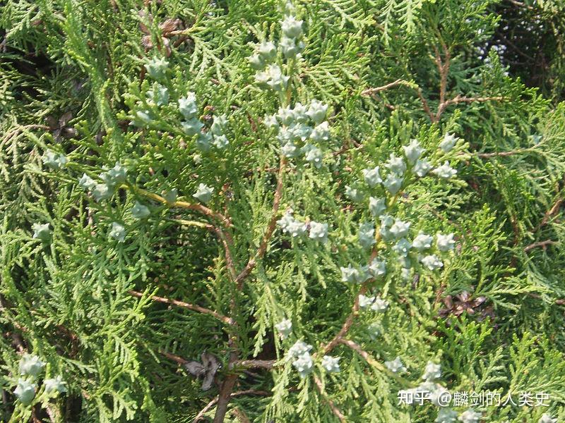 【地球生物全系列——植物篇】松柏目—柏科（一） - 知乎
