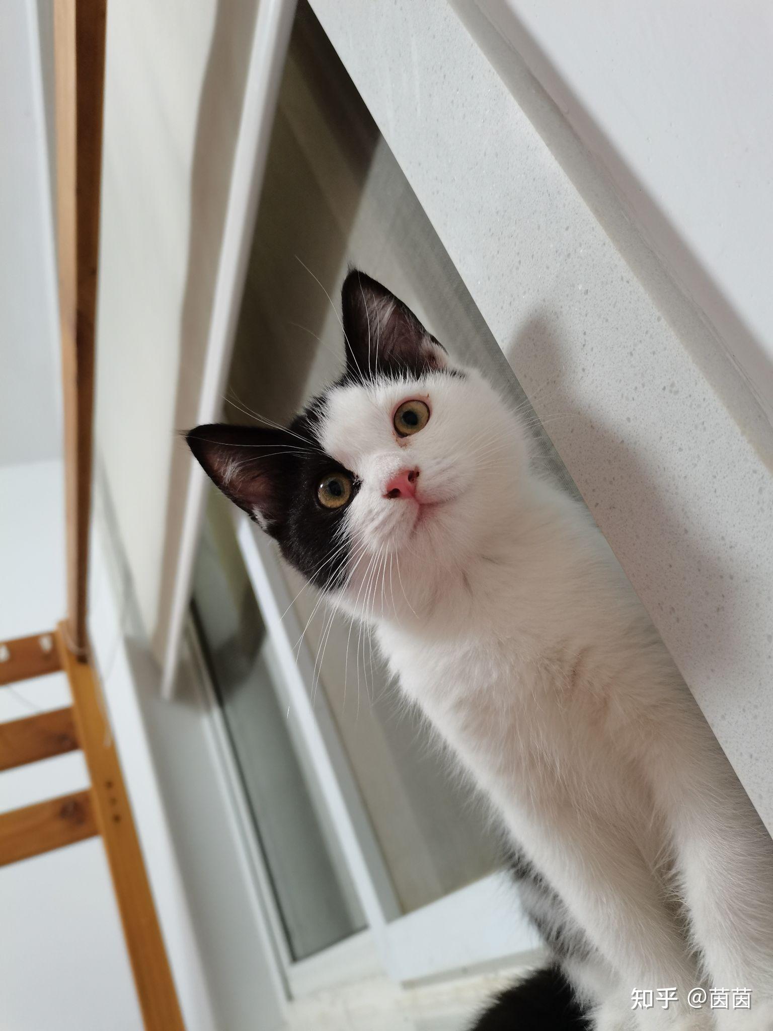 这是黑白英短还是田园猫? - 知乎