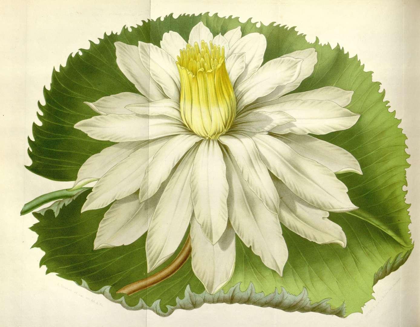 植物科学绘画之花的科学绘画方法 知乎