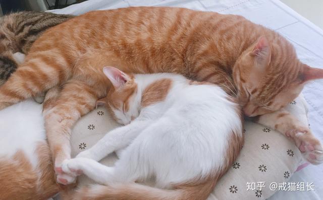 猫能吃地瓜胡萝卜和南瓜吗?