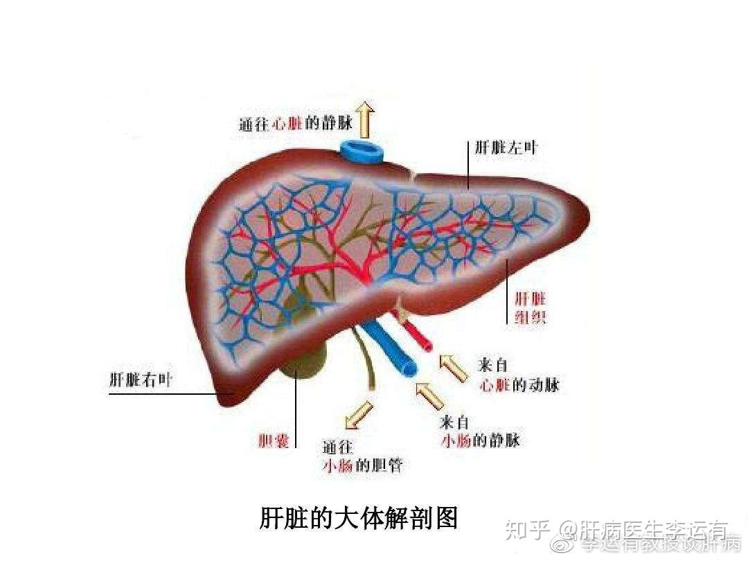 肝脏的基本解剖及生理_合成