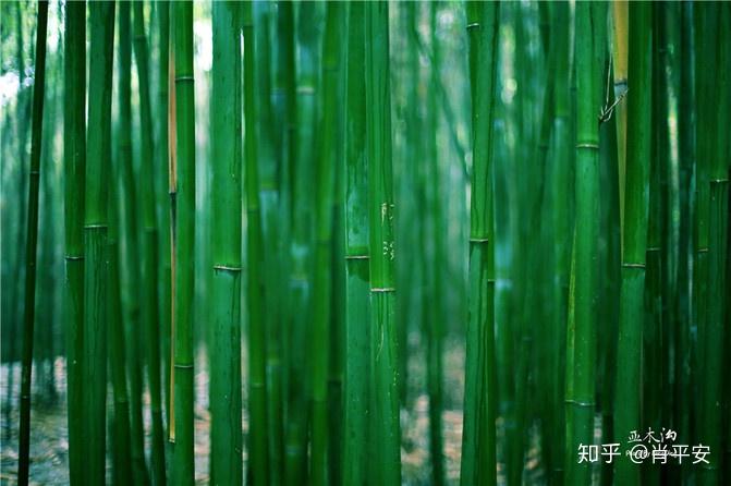 梵净山升仙之山,超越时空的净地,世间难得的一方净土-仙气飘飘的梵净山叫什么