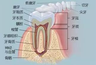 牙槽骨吸收是什么意思图片