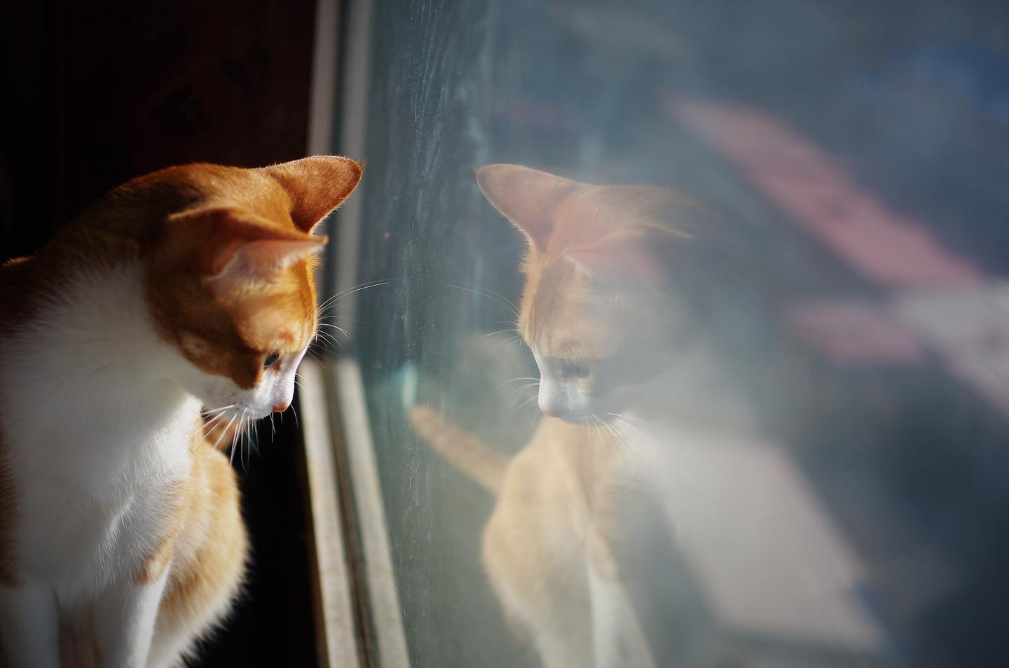 别扯了 猫也会抑郁 记录陪猫咪治疗抑郁的三个月 知乎