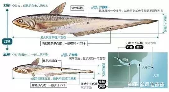 （81）丨刀鲚 - 知乎