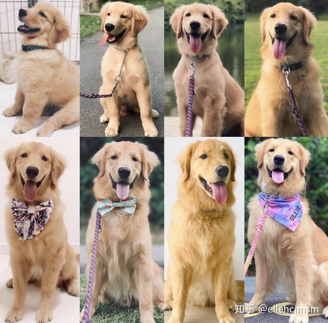 有哪些狗狗小奶狗时期和长大后的对比照片值得分享?