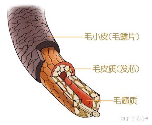 毛发基础知识(篇一) - 知乎
