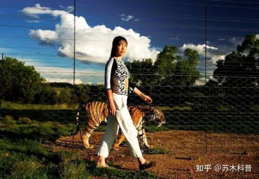 2003年中国送5只华南虎进入非洲草原,繁衍到15只后,发现不对劲 - 知乎